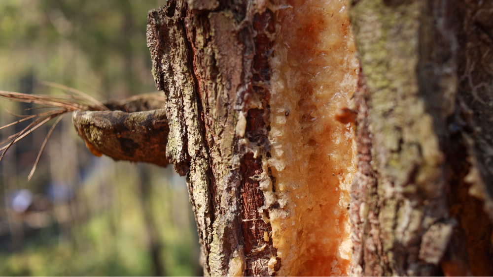 Utilisation du Souffleur de feuilles dans son jardin