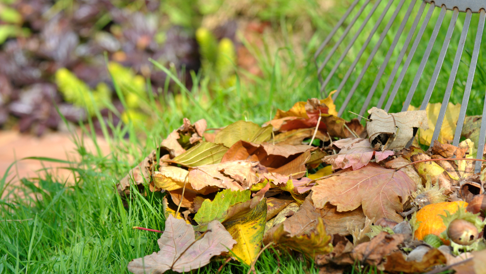 Image Que faire des feuilles mortes dans mon jardin ?